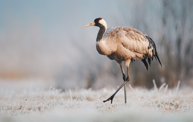 Common crane (Grus grus)
