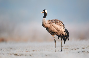 Common crane (Grus grus)