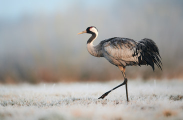 Common crane (Grus grus)