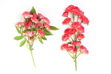 Beautiful pink rose flower