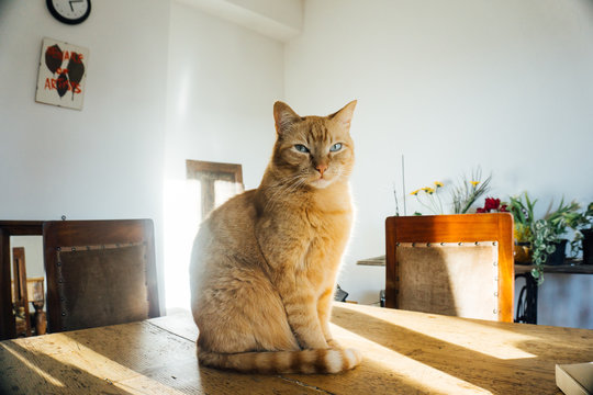 Get off the table!