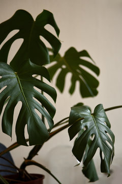 Monstera plant in a room