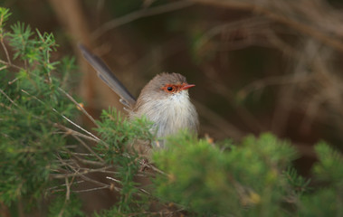 Female Superb Fairywren sitting in tree