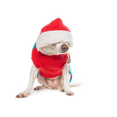 cute dog dressed in a christmas costume