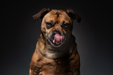 cute puggle licking his face in a studio on a black isolated background