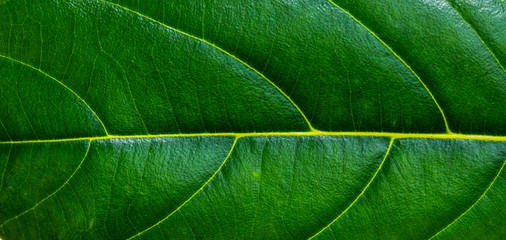 Details of jackfruit leaves