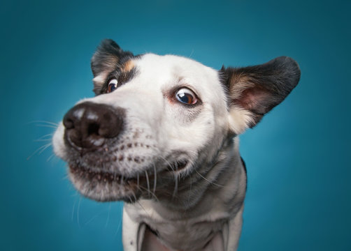 border collie catching a treat with a wide open mouth in a studio shot isolated on a blue background