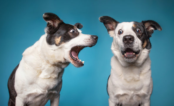 border collie barking with a wide open mouth in a studio shot isolated on a blue background
