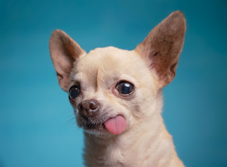 cute chihuahua with his tongue hanging out in a studio shot isolated on a blue background - obrazy, fototapety, plakaty