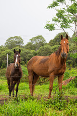Horses standing in paddock near Millaa Millaa on the Atherton Tablelands in Tropical North Queensland, Australia