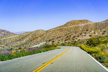 Travelling towards Coachella Valley through Santa Rosa and San Jacinto Mountains National Monument, south California, south California; wildflowers growing on the side of the road