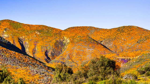 Landscape in Walker Canyon during the superbloom, California poppies covering the mountain valleys and ridges, Lake Elsinore, south California © Sundry Photography