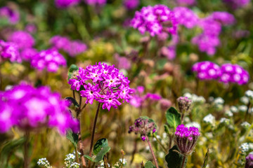 Close up of desert sand-verbena (Abronia villosa) blooming in Anza Borrego Desert State Park, San Diego county, California