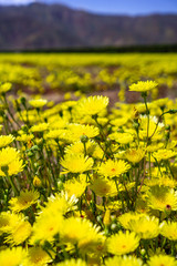 Field of Desert Dandelions (Malacothrix glabrata) blooming in Anza Borrego Desert State Park during a spring super bloom, San Diego County, California
