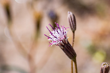Close up of Spanish Needles (Palafoxia Arida) wildflower, Anza Borrego Desert State Park, south California