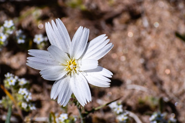 Close up of Rafinesquia neomexicana, also known as Desert Chicory, Plumeseed or New Mexico Plumeseed; Anza Borrego Desert State Park, California