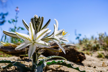 Close up of Desert Lily (Hesperocallis undulata) blooming in Anza Borrego Desert State Park, south California