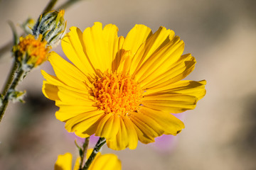 Close up of Desert sunflower (Geraea canescens) blooming in Anza Borrego Desert State Park, south California