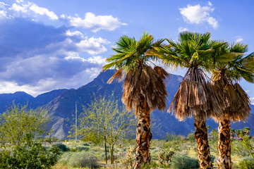 A group of palm trees in Borrego Springs, California © Sundry Photography