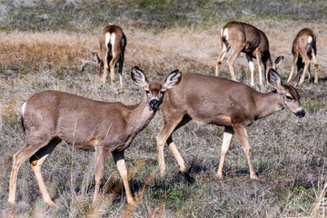 Naklejka na ściany i meble A group of black-tailed deer on a meadow, south California