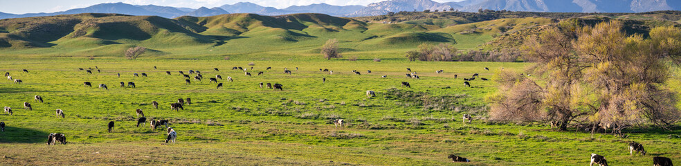 Fototapeta na wymiar Herd of cattle grazing on a green pasture, south California