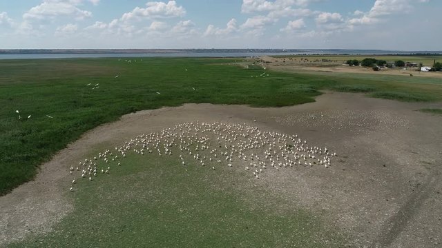 Pelicans nest on the lake, migration of birds, flight to the south