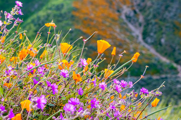 California poppies (Eschscholzia californica) and Desert wishbone bush (Mirabilis laevis) wildflowers blooming in Walker Canyon, Lake Elsinore, California © Sundry Photography