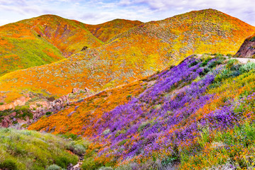 Landscape in Walker Canyon during the superbloom, California poppies covering the mountain valleys...