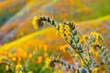 Close up of Fiddleneck (Amsinckia tesselata) wildflowers blooming on the hills of Walker Canyon,...