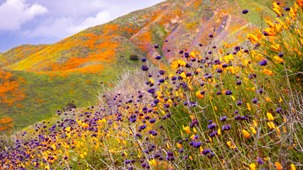 California poppies (Eschscholzia californica) and Chia (Salvia hispanica) blooming on the hills of...