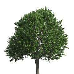 Tree 3d illustration isolated on the white background