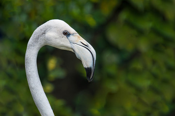 portrait of white flamingo close-up, Malaysia - 259257543