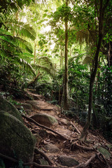trail with roots in jungle, path in rainforest, malaysia