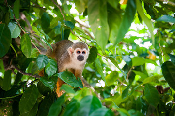 squirrel monkey preparing for jump, little monkey sitting on a tree - 259257565