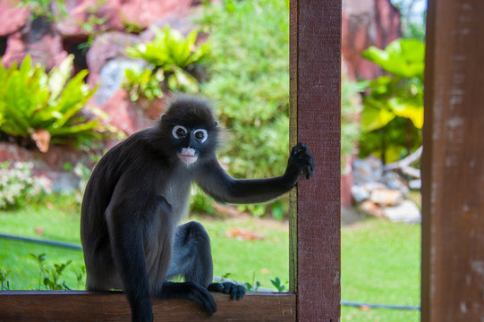 black macaque monkey is having rest sitting on border of bower in national park