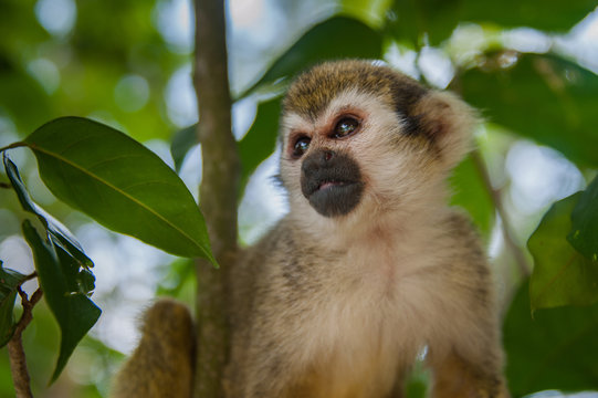 close-up portrait of squirrel monkey sitting on a tree