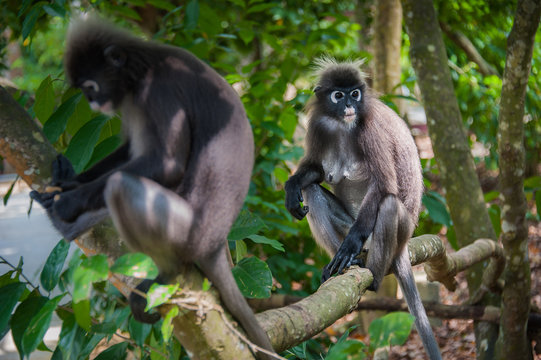 two black macaque monkeys are sitting on branch of a tree in national park, Malaysia