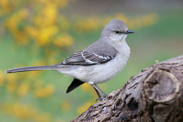 Mockingbird perched on a trunk mimosa background