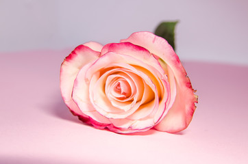 a pink  rose