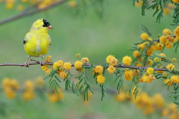 Male Lesser Goldfinch (Spinus psaltria) perched on a branch in a birch tree mimosa