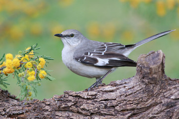 Mockingbird perched on a trunk mimosa background
