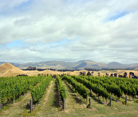 Fototapeta na wymiar Vertical Panoramic view of Marlborough Sauvignon Blanc Vineyard