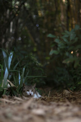 Cat
