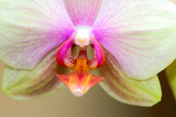 Orchid