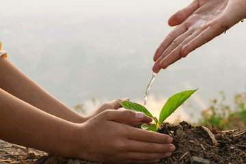 Hand nurturing and watering young baby plants growing in germination sequence on fertile soil at sunset background