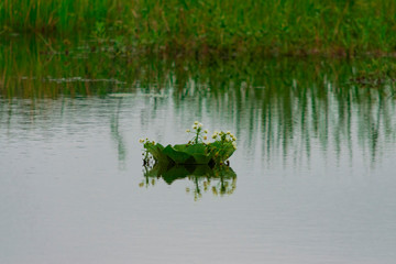 Flor en el Agua