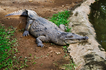 A relaxed crocodile