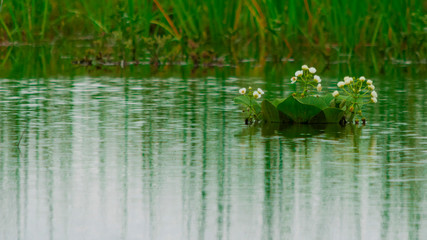 Flor en el Agua