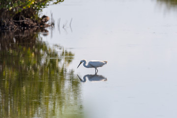Orlando Wetlands
