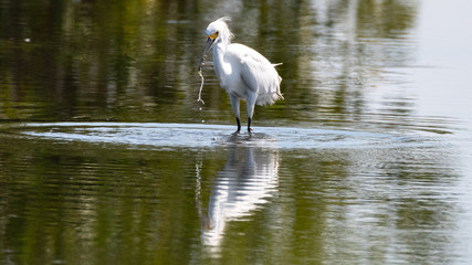 Orlando Wetlands